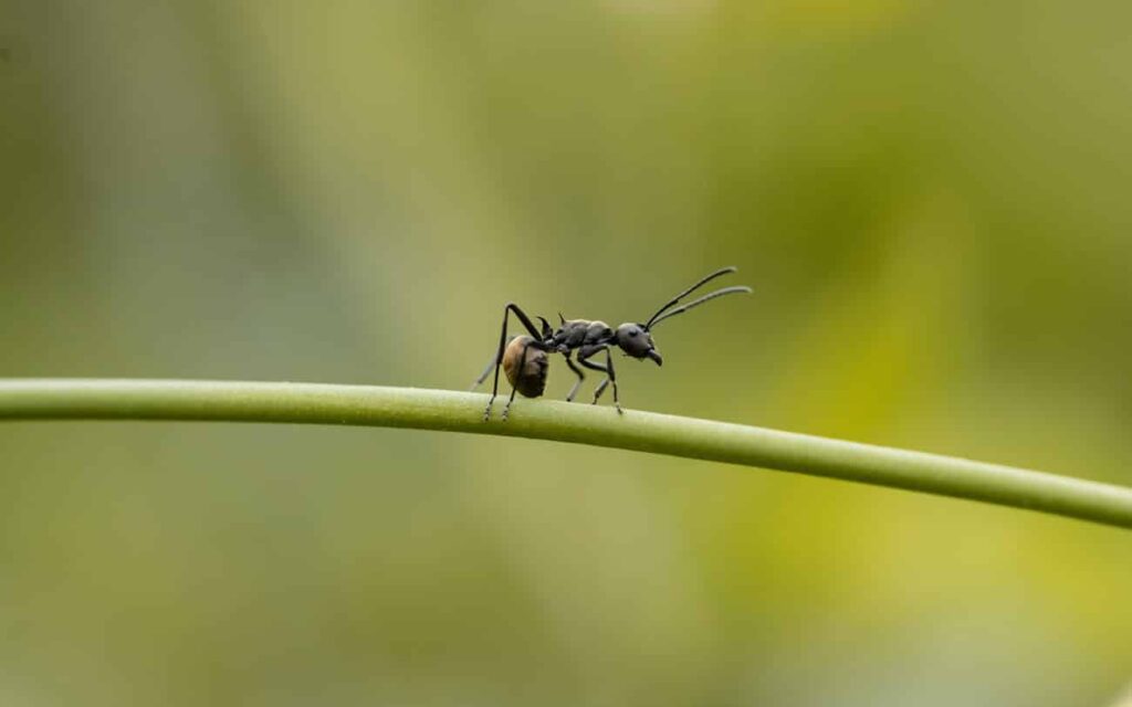 Comment lutter contre les fourmis au naturel