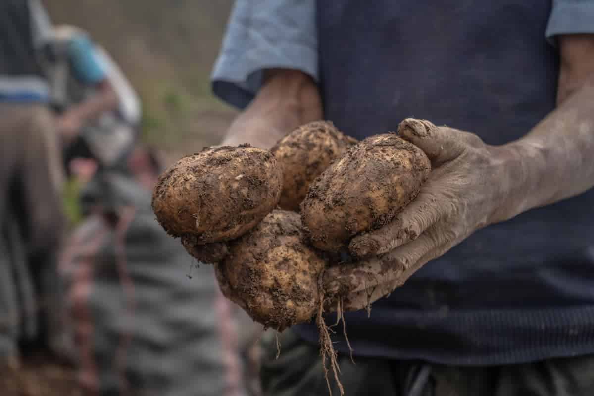 Culture de la pomme de terre