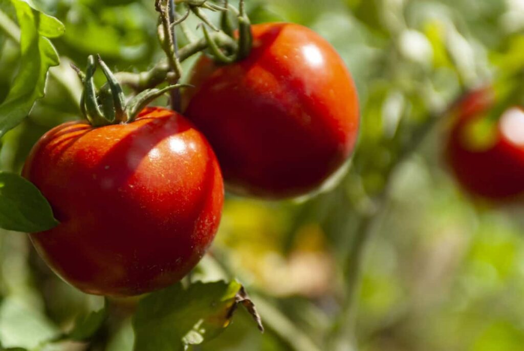 La tomate est-elle un fruit ou un légume