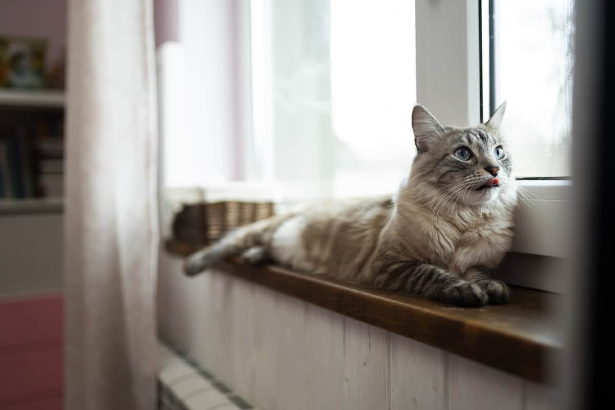 Comment enlever l'odeur d'urine de chat