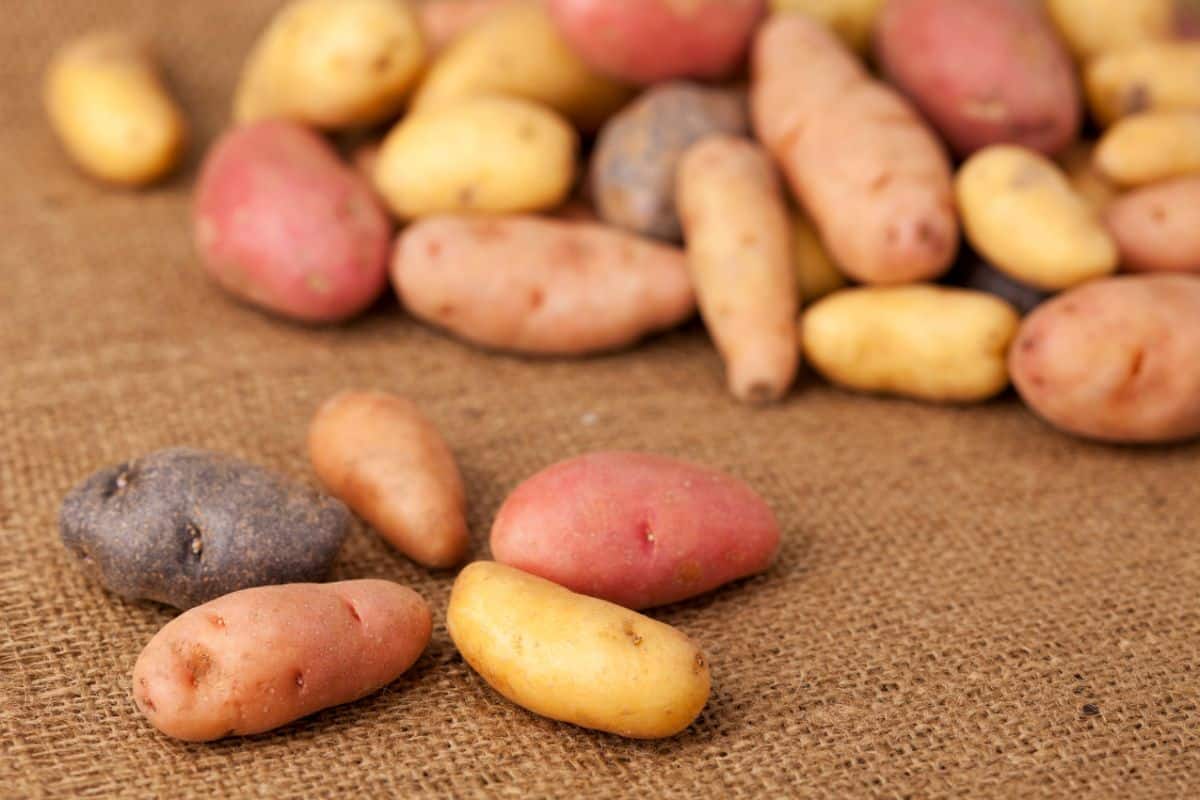 Pomme de terre ratte